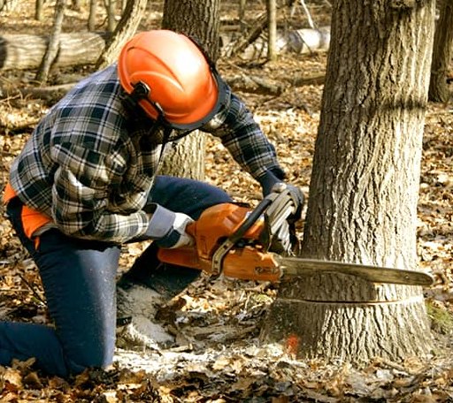 Tree Removal in Burlingame, KS